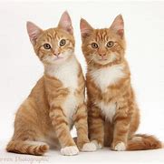 Image result for Ginger Cat Love