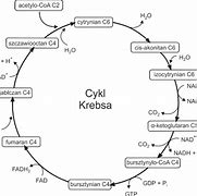 Image result for cykl_kwasu_cytrynowego