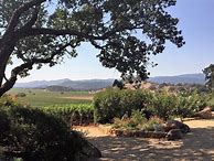 Image result for Gargiulo Cabernet Franc 575 OVX