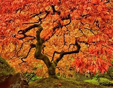 Image result for Japanese Maple Tree in India