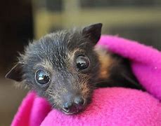 Image result for Tiny Toy Bat