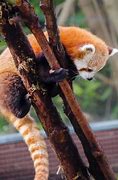 Image result for Male Red Panda