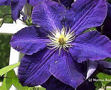 Image result for Purple Clematis Identification