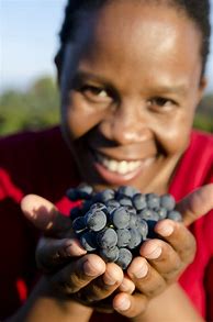 Image result for The Winemakers' Collection Ntsiki Biyela Cuvee No 8 d'Arsac