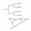 Image result for Ram Evolution Tree