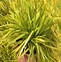 Image result for Carex oshimensis Evercream