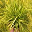 Image result for Carex oshimensis Everoro