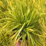 Image result for Carex oshimensis Everillo