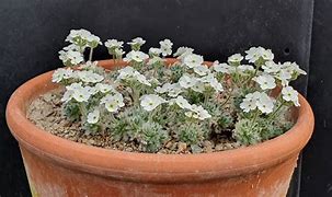 Image result for Androsace mucronifolia