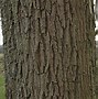 Image result for Cricket Bat Willow Tree