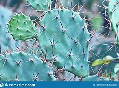 Image result for Cactus Nature