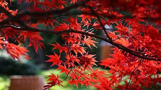 Image result for Green Leaf Japanese Maple Tree