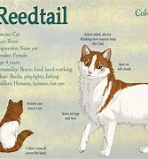 Image result for Warrior Cats Character Sheet