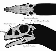 Image result for Fenestra Conjugation