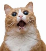Image result for Cat Open Mouth Breathing