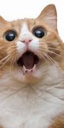 Image result for Cat Animal Funny