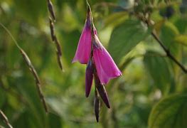 Image result for Dierama pulcherrimum