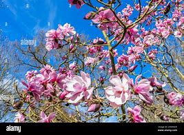 Image result for Trees Bloom Salmon in Spring