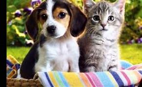 Image result for Dog Cat Playing
