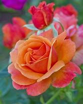 Image result for Pink Rose Pic