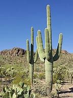 Image result for Types of Cactus Plants Arizona