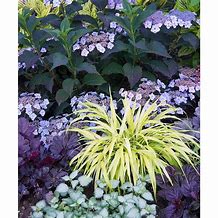 Image result for Shade Designer Garden - 18 Per Package | Red | Yellow | Zone 4-8 | Spring Planting | Shade Perennials