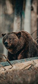 Image result for Brown Bear Wallpaper