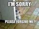 Image result for Cat Sorry Meme