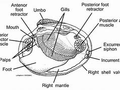 Image result for Anatomy of Clam