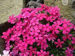 Image result for Phlox Crackerjack (Douglasii-Group)