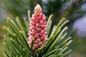 Image result for Pinus uncinata Hexe