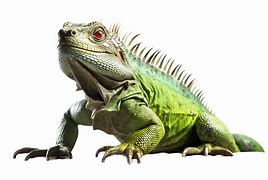 Iguana PNG 的图像结果