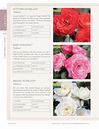 Image result for Rose Catalogs 2019