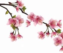 Image result for International Christian University Japan Cherry Blossoms