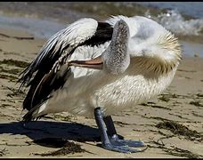 Image result for Down Feather Washing Factory