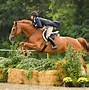 Image result for Best Camera Lens for Equine Photography