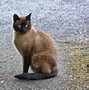 Image result for Wallpaper Fish Siamese