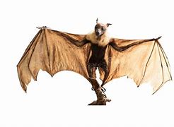 Image result for Big Brown Bat Flying
