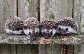 Image result for Hedgehog Ancestors