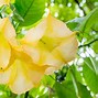 Image result for Trumpet Plant Care