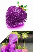 Image result for Many Seeds Fruits