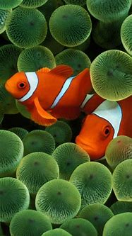 Image result for Old iPhone Wallpaper Fish