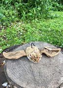 Image result for Living Nature Bat Toy