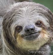 Image result for Sloth Photography