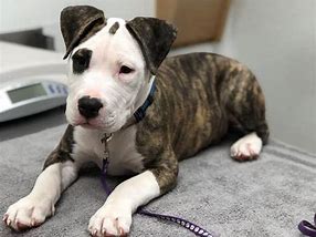 Image result for Pit Bull Boxer Mix