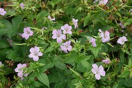 Image result for Geranium nodosum Darkleaf