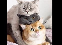Image result for Funny Cat Momments Image