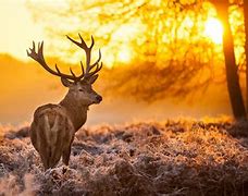 Image result for Cool Pink Wildlife Wallpaper