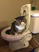 Image result for Cats in Funny Places