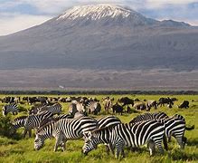 Image result for Kenya Amboseli National Park Africa